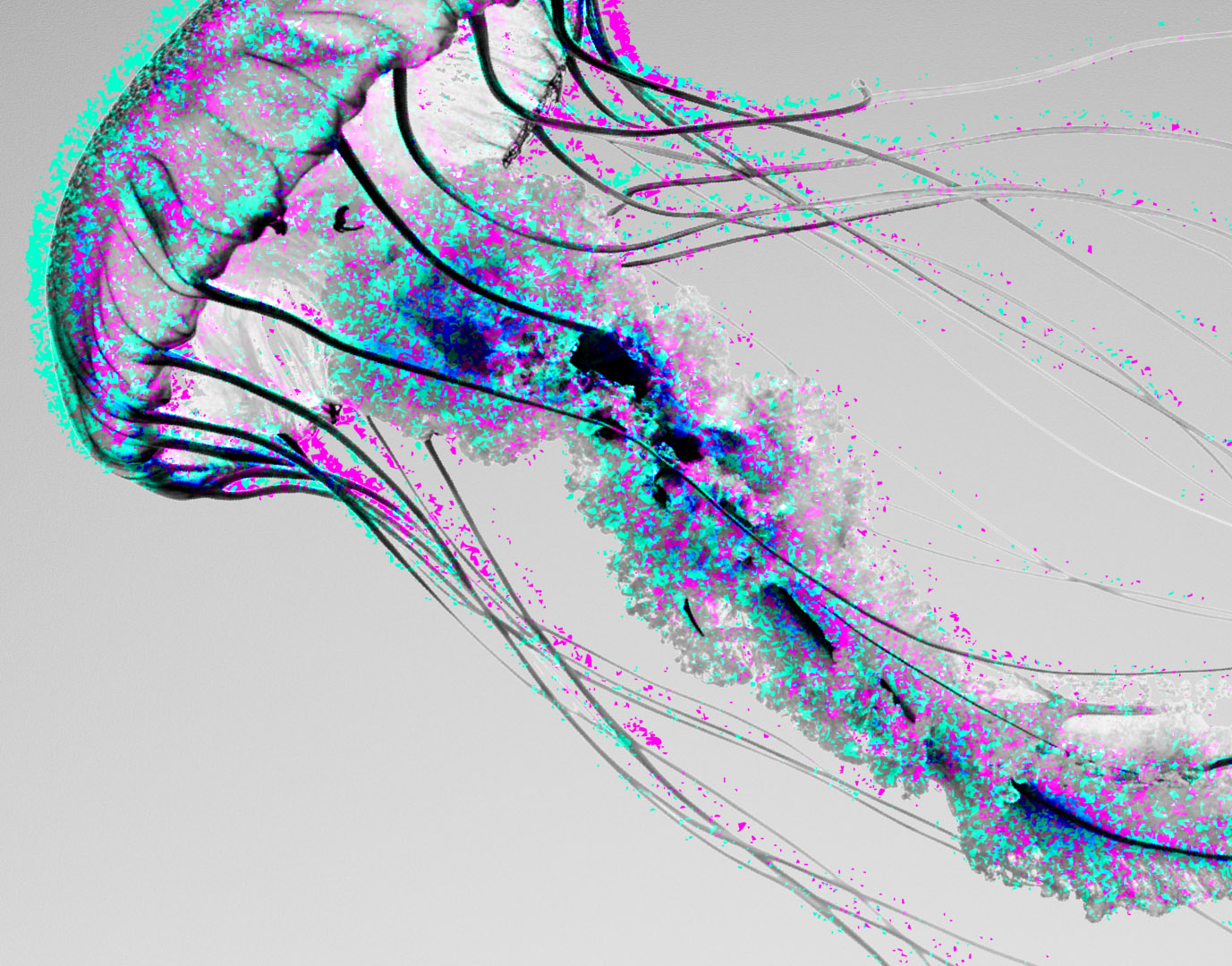 Новосибирская область