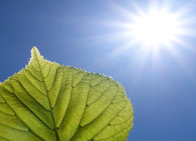 Космическая роль растения