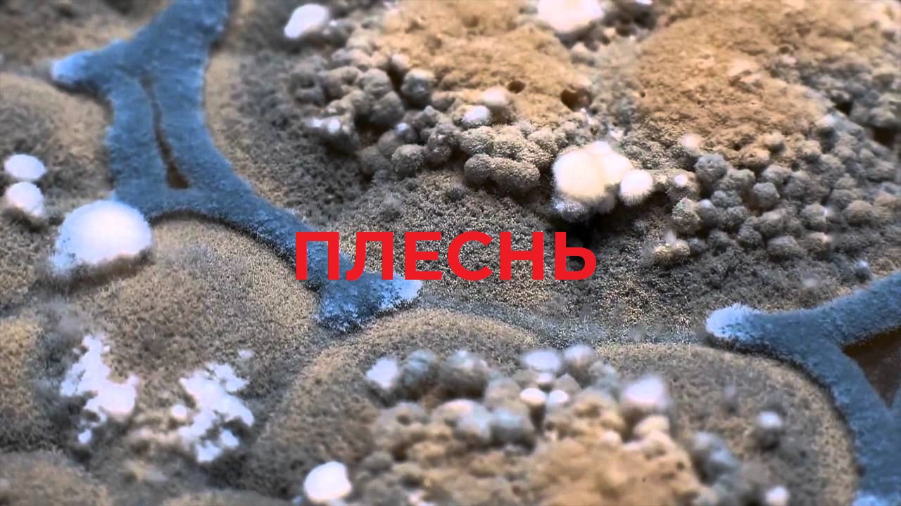 Плесень вызывает рак. Плесень вызывает рак